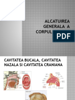 Alcatuirea Generala A Corpului Uman