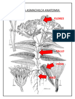 Planta Asmachilca Anatomia