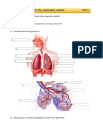 Review Activities Respiratory System