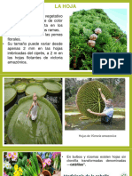 Estructura de Las Plantas