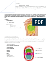 Resumen Boca y Faringe Gabriel Arroyo