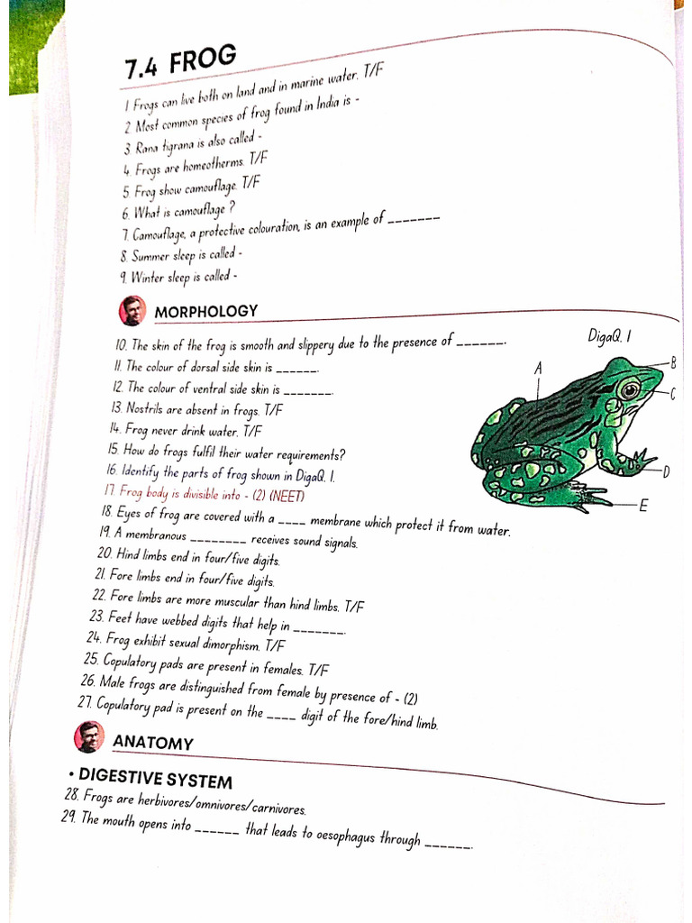 7.4 Frog | PDF