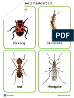 Insects Flashcards PDF 2
