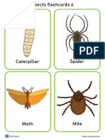 Insects Flashcards PDF 6