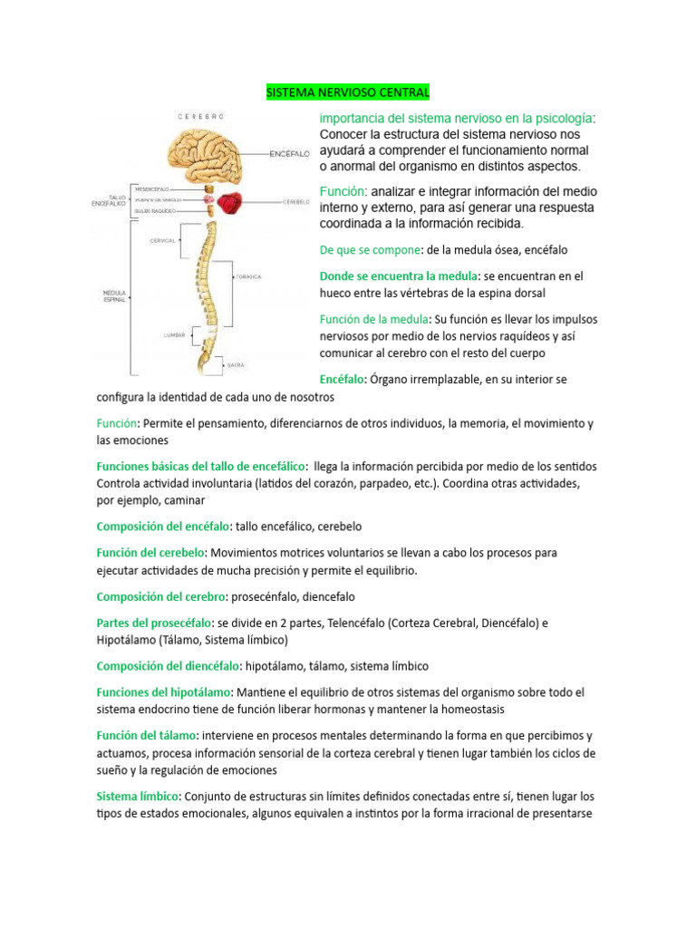 Estructura y Funciones del Sistema Nervioso | PDF | Hemisferio cerebral ...