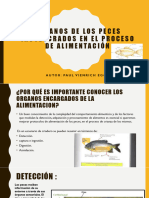 Curso Mome - Organos de Los Peces en La Alimentacion