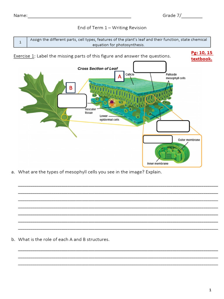 Plant Biology and Ecosystem Concepts | PDF | Science & Mathematics