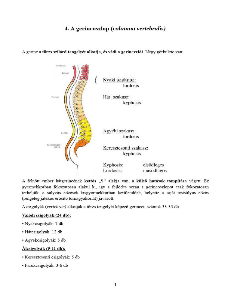 Sporteü 4 Gerinc | PDF