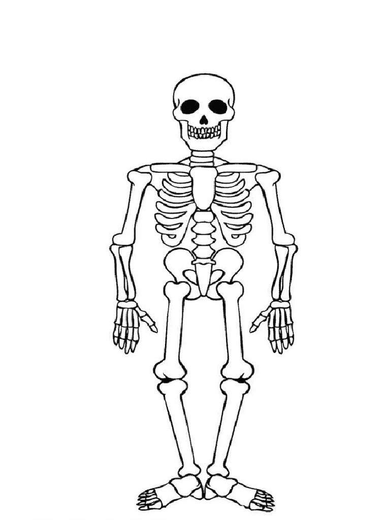 Esqueleto Humano | PDF