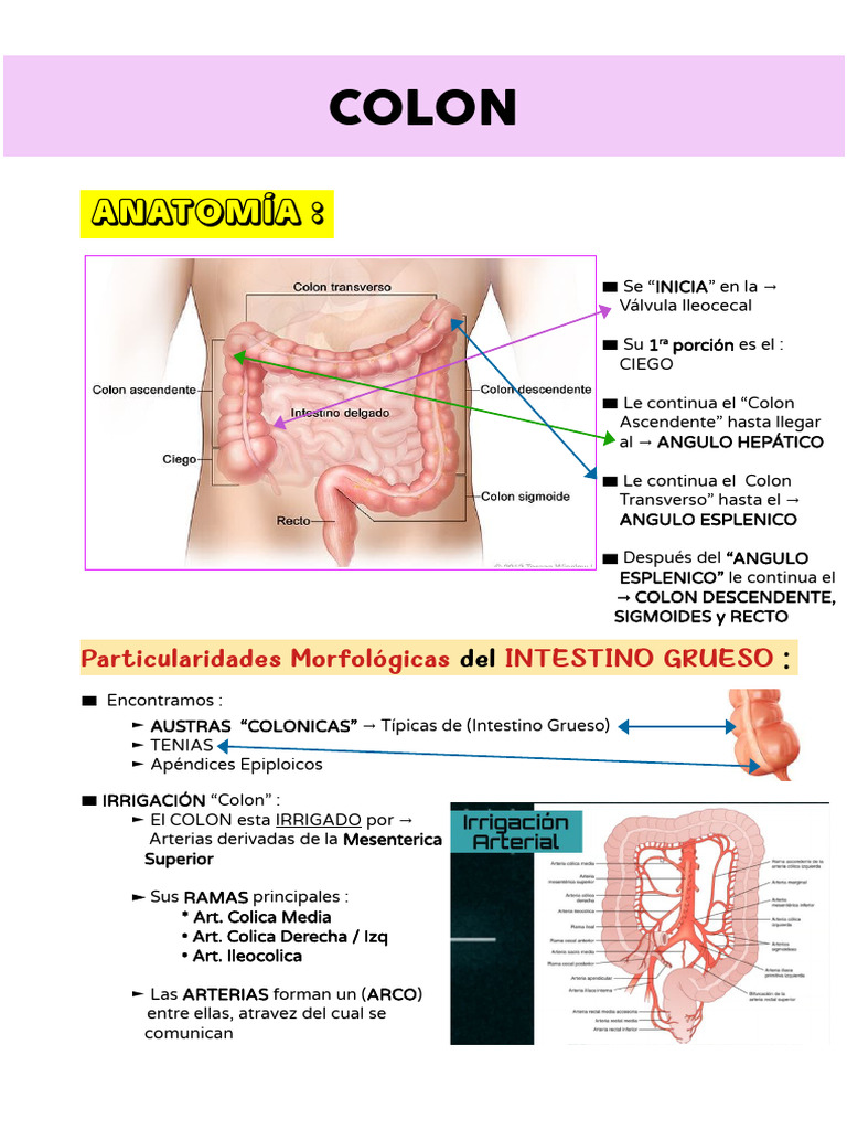 Anatomía y Funciones del Colon | PDF | Intestino grueso | Órgano (anatomía)