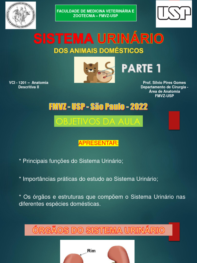 Aula Em PDF Do Sistema Urinário Rim, Morfologia Geral, Classificação ...