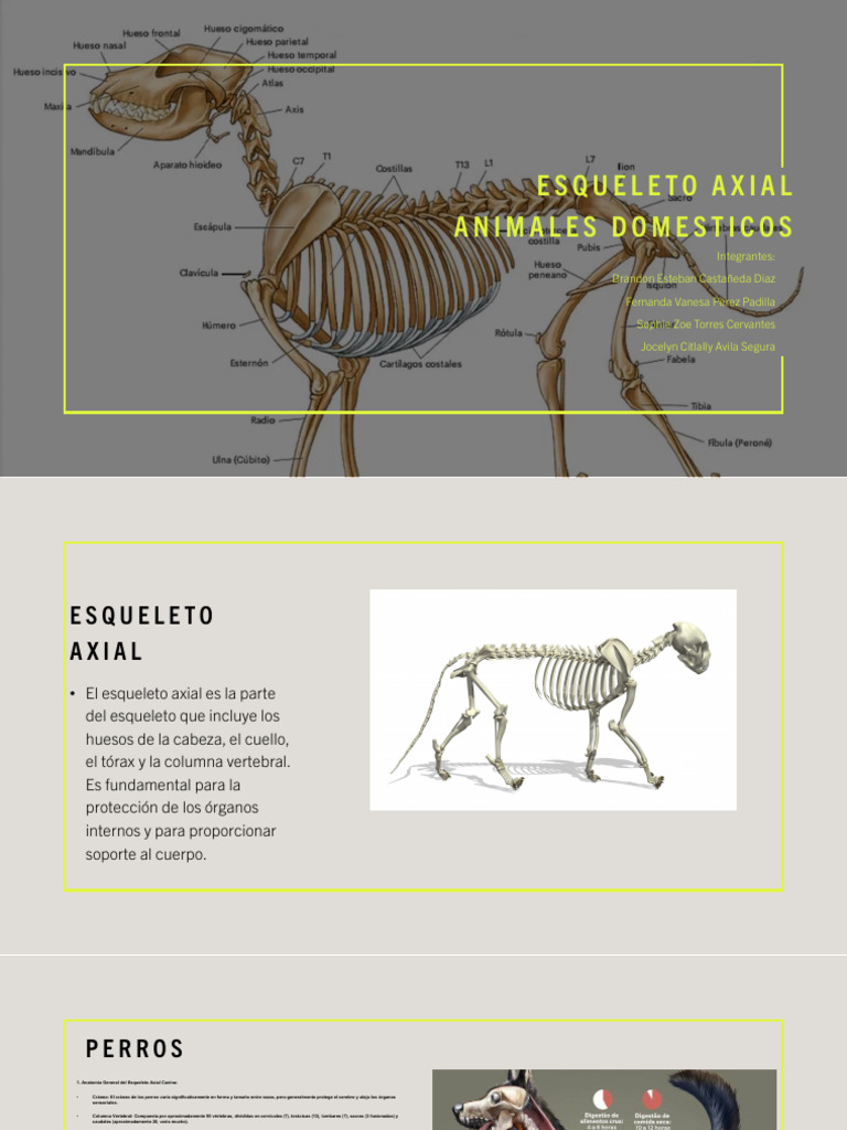 Esqueleto Axial Animales Domesticos Descargar Gratis Pdf Esqueleto