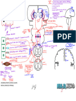 Dorsal Column