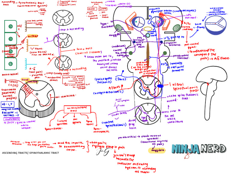 Neurology Physiology 25 Spinal Cord Ascending Tracts Spinothalamic ...