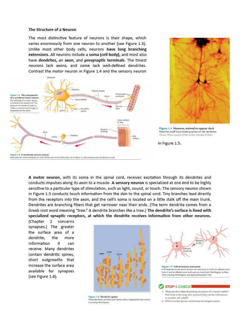 Neuron Structure and Brain Barrier | PDF | Axon | Neuron
