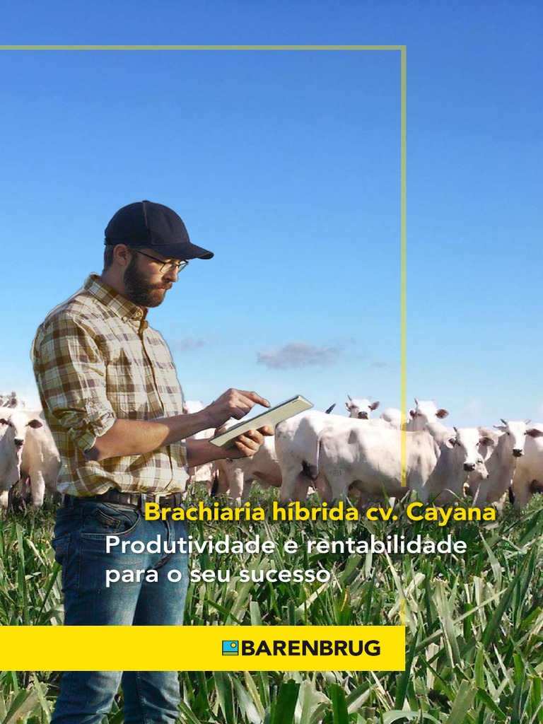 Brachiaria Híbrida Cayana: Alta Produtividade | PDF | Brasil | Híbrido ...