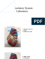 Anaphy Laboratory Circulatory System Labeled