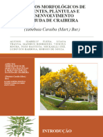 Tabebuia Caraiba (Ipê Amarelo) : Apresentação