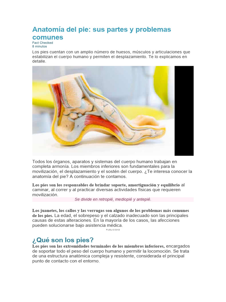Anatomía Del Pie | PDF | Pie | Tobillo