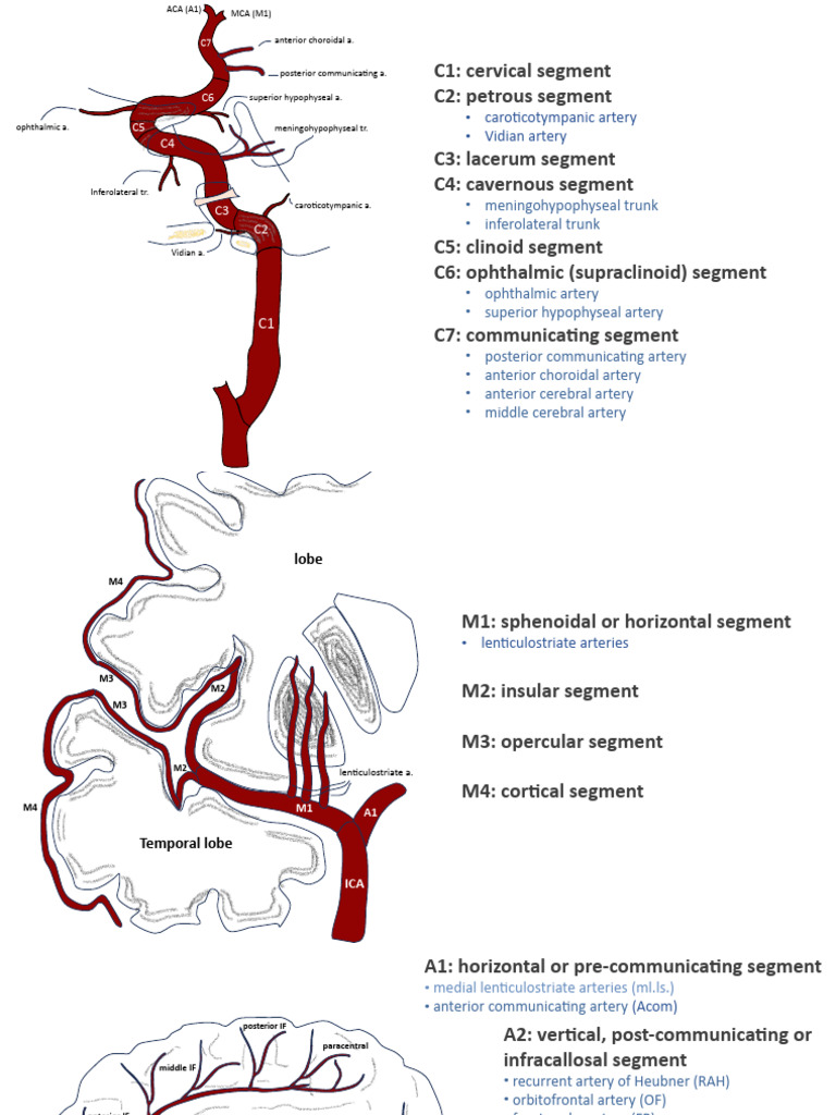 Brain Vascular Anatomy | PDF | Human Head And Neck | Human Anatomy