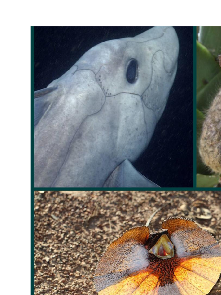 Los Animales Más Raros | PDF | Ciervo
