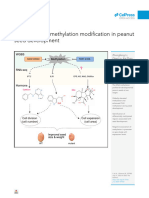 Dynamic DNA Methylation Modification in Peanut Seed Development