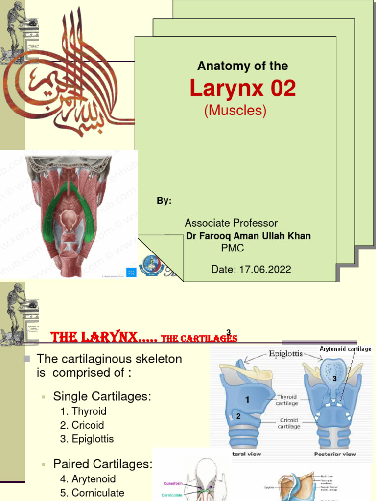 Muscles Of Larynx 2022 Pdf Larynx Human Anatomy