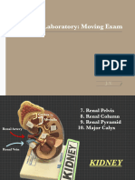 AnaPhy Laboratory Moving Exam Anatomical Models