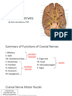 Cranial Nerves