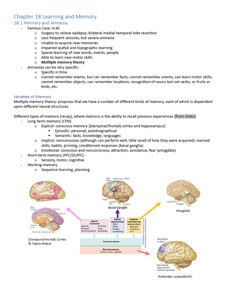 Chapter 18 Learning And Memory Pdf Memory Temporal Lobe