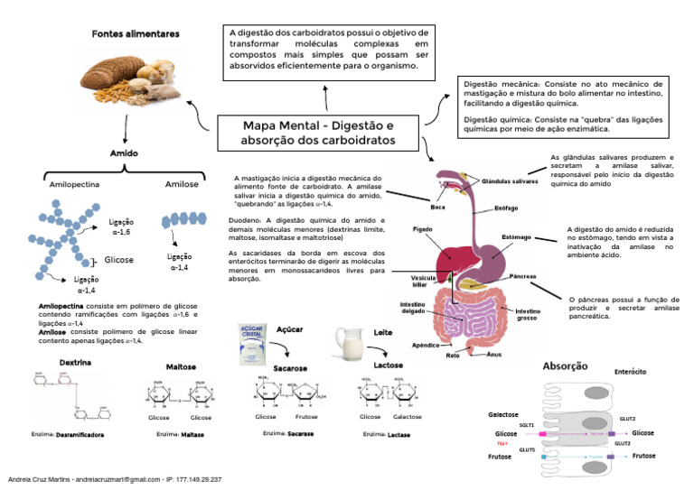 Mapa Mental - Digestão e Absorção de Carboidrato OK | PDF | Digestão ...