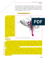 Arteria Carótida Interna Rouviere MD