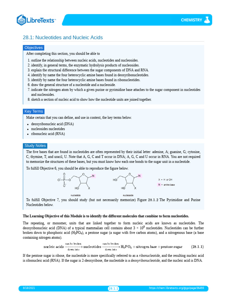 Nucleotides and Nucleic Acids Overview | PDF | Nucleotides | Nucleic Acids