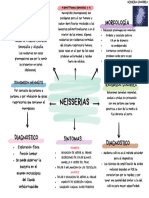 Neisseria, Mapa Conceptual