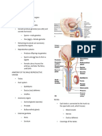 The Reproductive Systemnotes