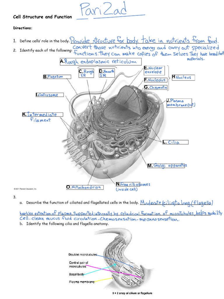 CH. 5 - Cell Structures and Functions | PDF