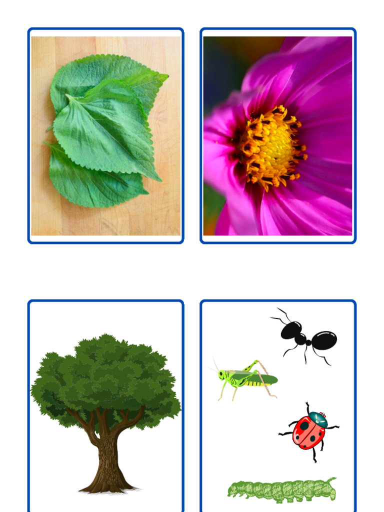 Opposites Flashcard | PDF