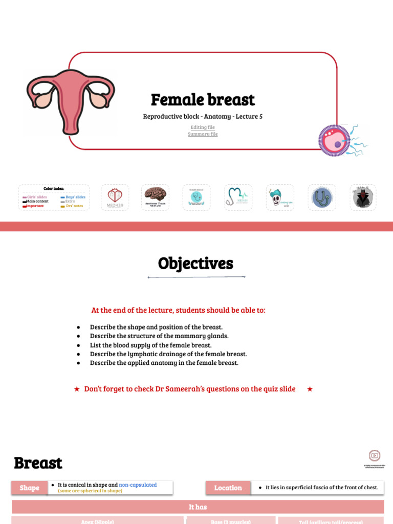 Female Breast | PDF | Breast | Vein
