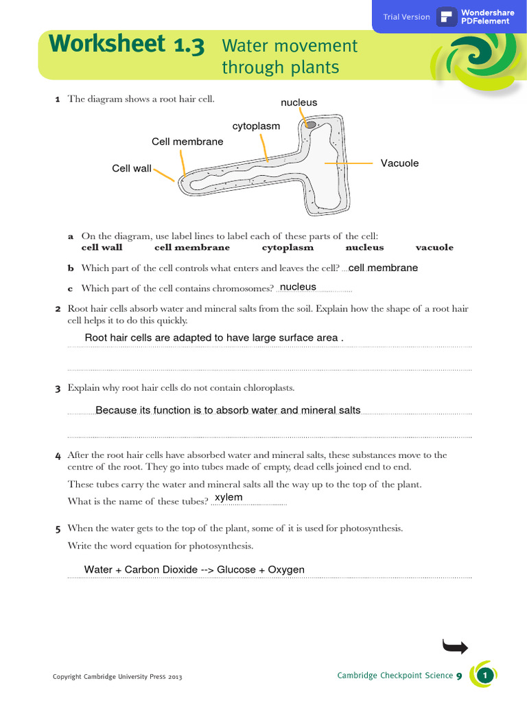 Worksheet Science | PDF | Home & Garden | Wellness
