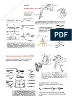 Neuroni Neuromodulazione