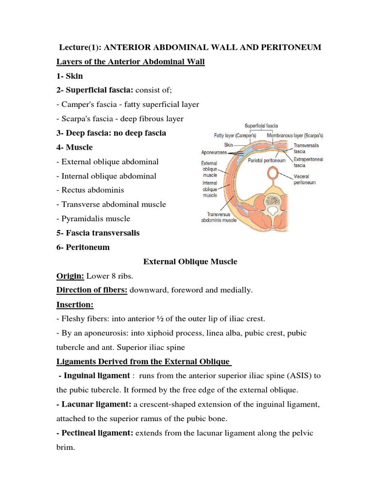 Anatomy of the Anterior Abdominal Wall | PDF | Liver | Large Intestine