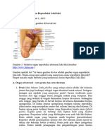 Struktur Fungsi Organ Reproduksi Laki