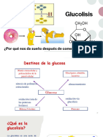 Glucolisis