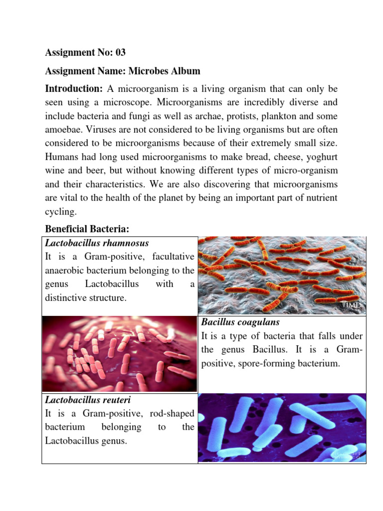 Microbs Album | PDF | Bacteria | Gram Positive Bacteria