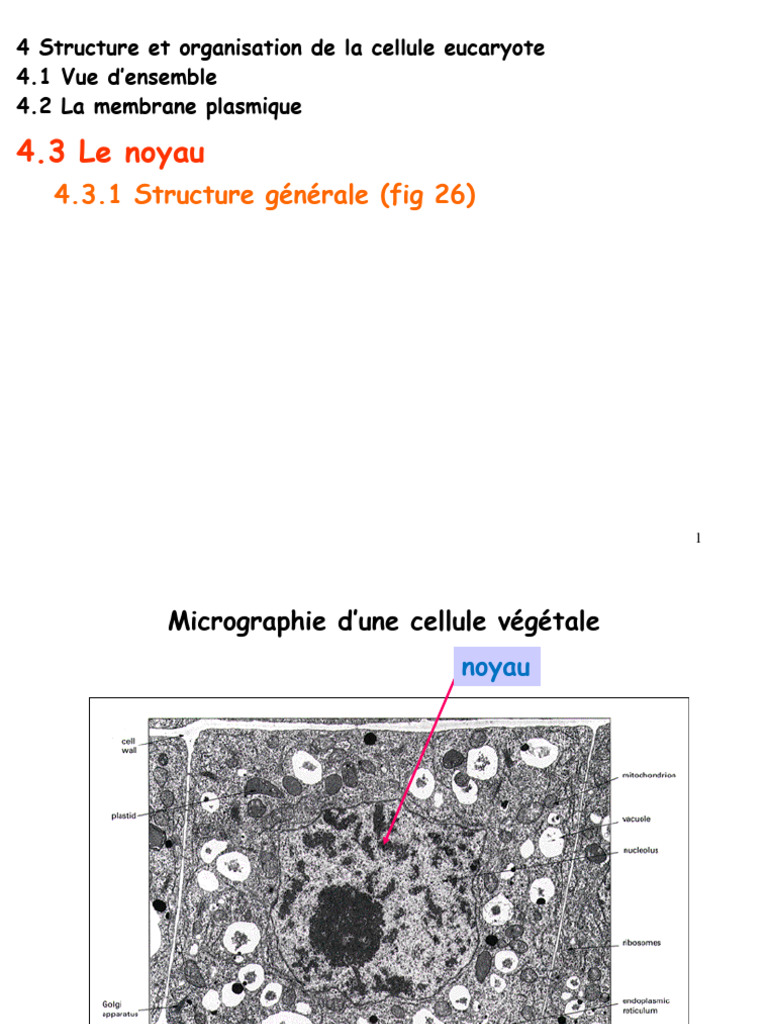 Structure et fonction du noyau cellulaire | PDF | Noyau (biologie ...