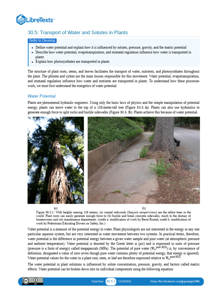 4 Transport of Water and Solutes in Plants | PDF | Osmosis | Leaf