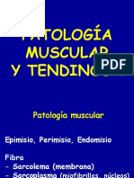 17 - Patología Musculos y Tendones