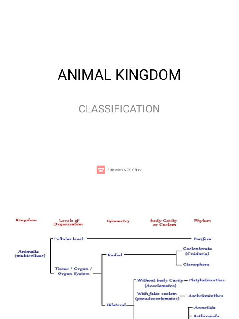 Animal Kingdom PDF Sponge Anatomy