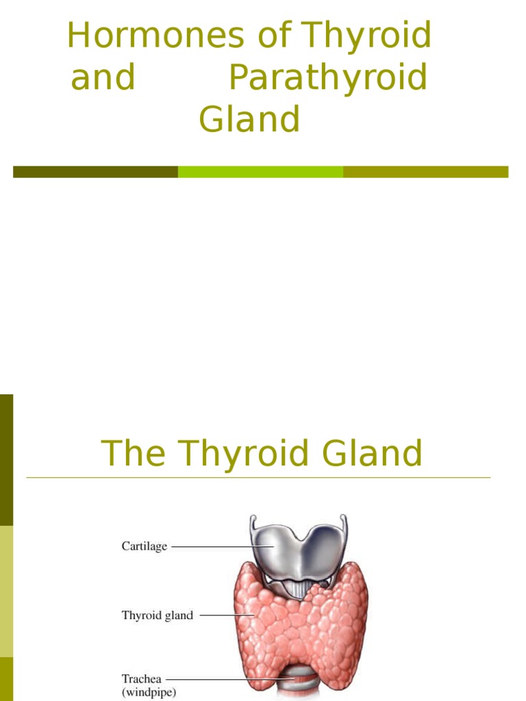Hormones of Thyroid and Parathyroid Gland | PDF | Parathyroid Gland ...