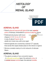 Adrenals HISTOLOGY